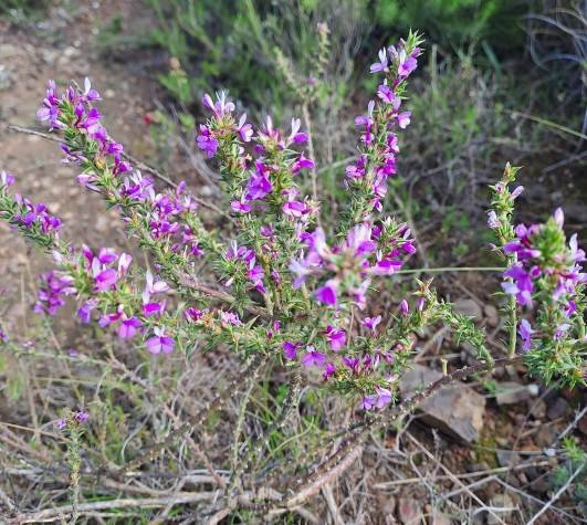 Muraltia heisteria flowering purple and white